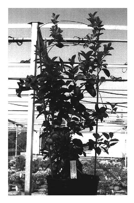 Figure 1 of US plant patent PP19407, the photograph of Sunparavel printed in the patent.