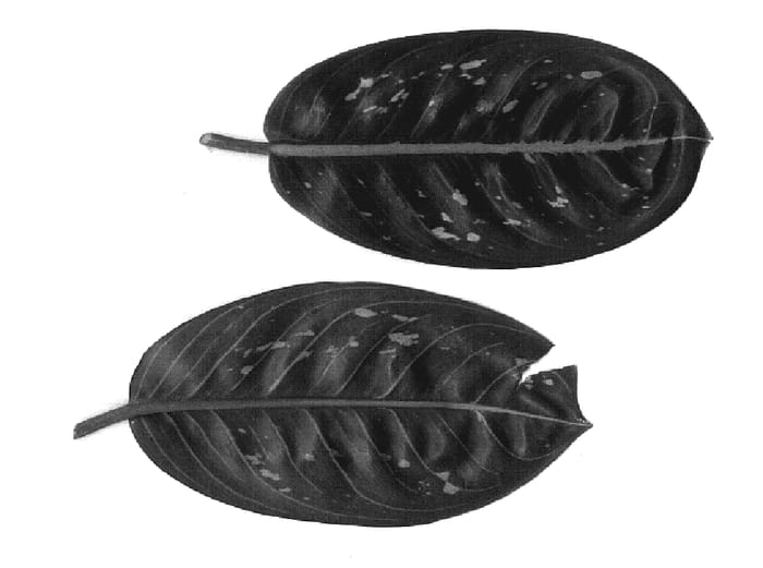 Figure 1 of US plant patent PP19408, the photograph of TWYAG0057 printed in the patent.