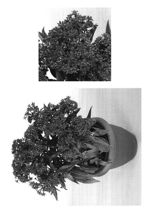 Figure 1 of US plant patent PP19409, the photograph of DPRP2 printed in the patent.