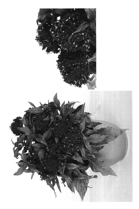 Figure 1 of US plant patent PP19410, the photograph of DPRG printed in the patent.