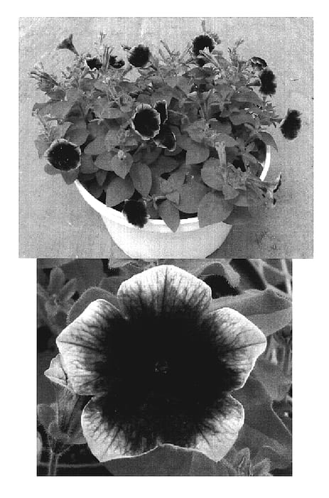 Figure 1 of US plant patent PP19411, the photograph of Kumiyama 1 Gou printed in the patent.