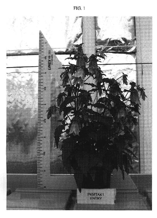 Figure 1 of US plant patent PP19412, the photograph of PKMTAK1 printed in the patent.