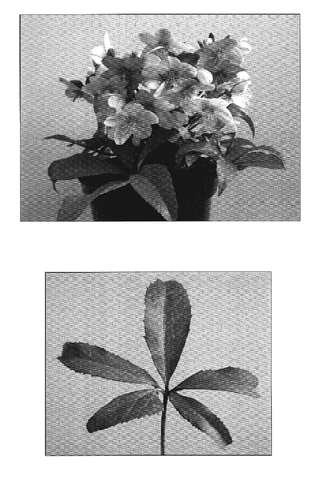 Figure 1 of US plant patent PP19413, the photograph of Candy Love printed in the patent.