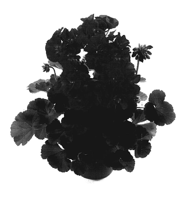 Figure 1 of US plant patent PP19414, the photograph of Fisum Lilac Eye printed in the patent.
