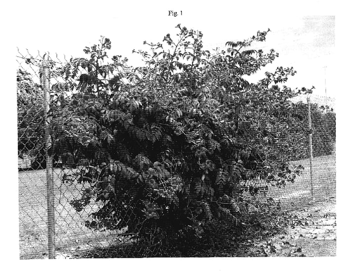 Figure 1 of US plant patent PP19415, the photograph of Rutcam printed in the patent.