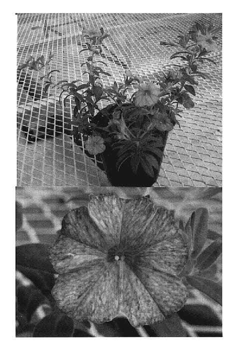 Figure 1 of US plant patent PP19416, the photograph of Sunbelsoil printed in the patent.