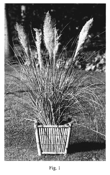 Figure 1 of US plant patent PP19417, the photograph of Amco printed in the patent.