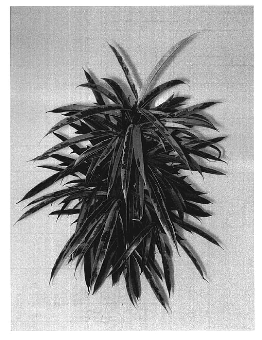 Figure 1 of US plant patent PP19418, the photograph of Amstel Green Gold printed in the patent.