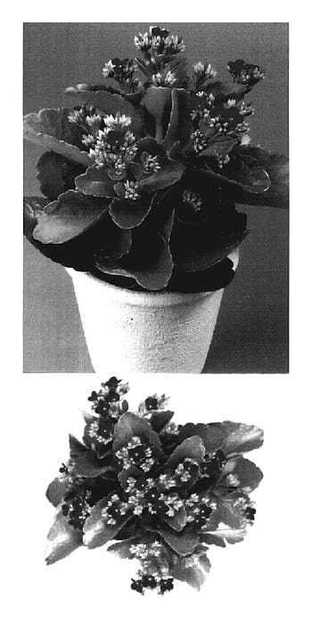 Figure 1 of US plant patent PP19419, the photograph of Victoria printed in the patent.