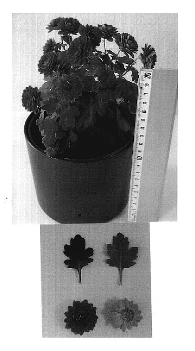 Figure 1 of US plant patent PP19420, the photograph of Kistar Dark printed in the patent.