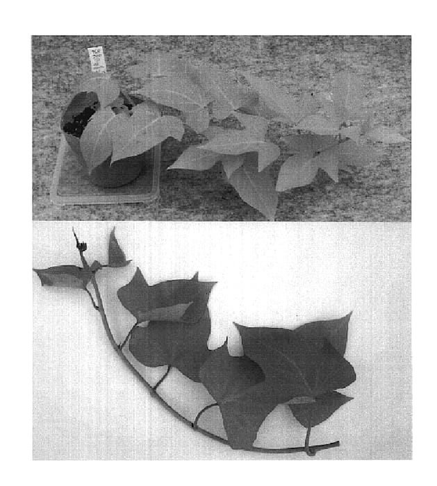 Figure 1 of US plant patent PP19421, the photograph of Kyuikukan 3 printed in the patent.