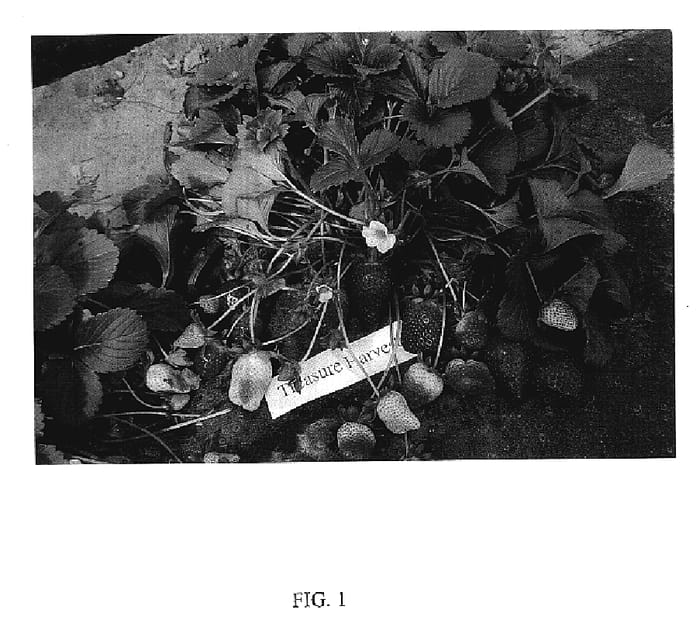 Figure 1 of US plant patent PP19422, the photograph of Treasure Harvest printed in the patent.