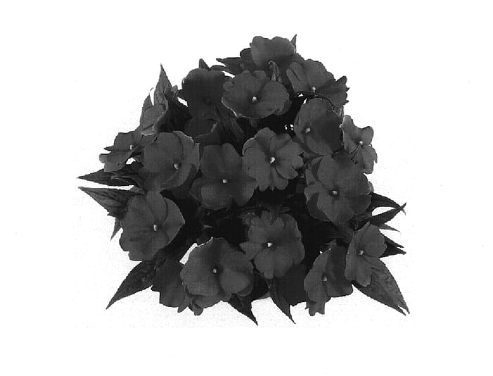 Figure 1 of US plant patent PP19423, the photograph of Tamar Dark Red printed in the patent.