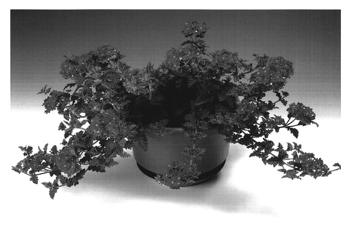 Figure 1 of US plant patent PP19424, the photograph of Poena printed in the patent.