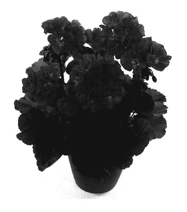 Figure 1 of US plant patent PP19425, the photograph of Fisum Rose Eye printed in the patent.