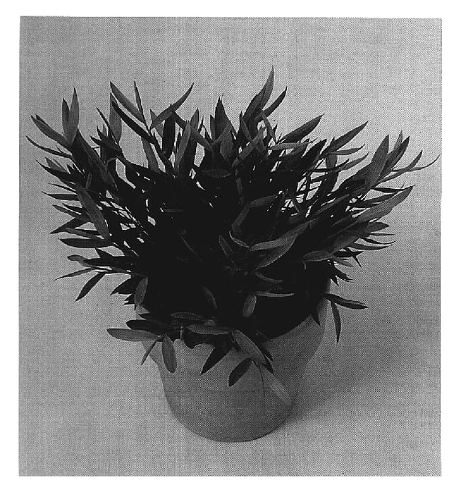 Figure 1 of US plant patent PP19426, the photograph of BA50002 printed in the patent.