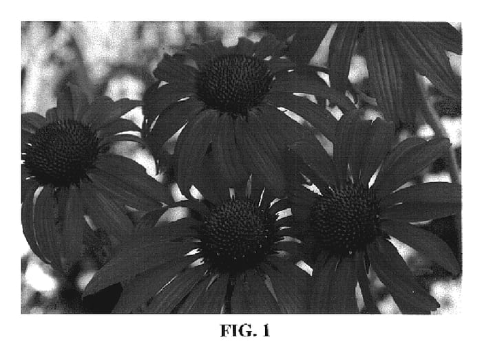 Figure 1 of US plant patent PP19427, the photograph of Tomato Soup printed in the patent.