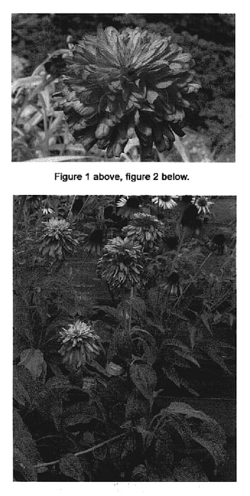 Figure 1 of US plant patent PP19428, the photograph of Pink Poodle printed in the patent.