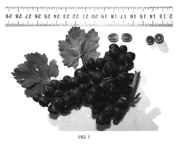 Figure 1 of US plant patent PP19429, the photograph of Cara Seedless printed in the patent.