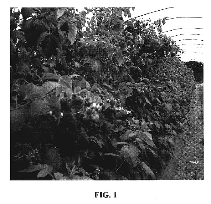 Figure 1 of US plant patent PP19430, the photograph of Georgia printed in the patent.