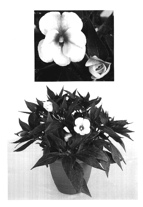 Figure 1 of US plant patent PP19431, the photograph of KIE273 printed in the patent.