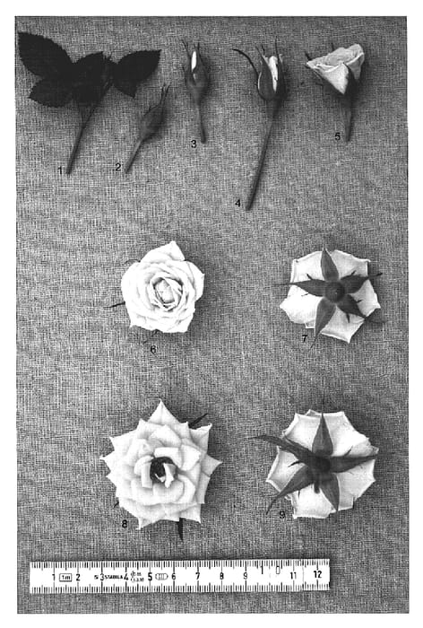 Figure 1 of US plant patent PP19432, the photograph of PACfifty printed in the patent.