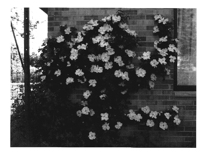 Figure 1 of US plant patent PP19433, the photograph of Radmor printed in the patent.