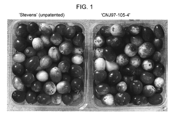 Figure 1 of US plant patent PP19434, the photograph of CNJ97-105-4 printed in the patent.