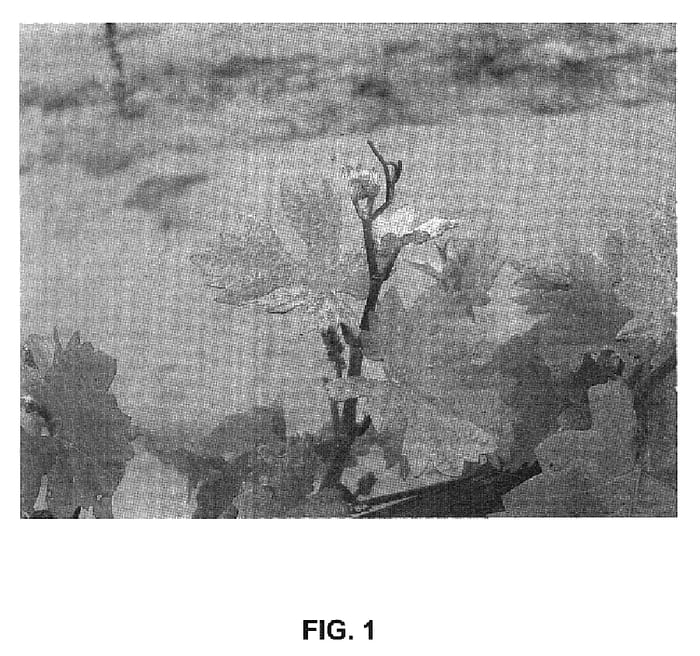 Figure 1 of US plant patent PP19435, the photograph of Pinot Grigio/Pinot Gris (tehachapi Clone ) printed in the patent.