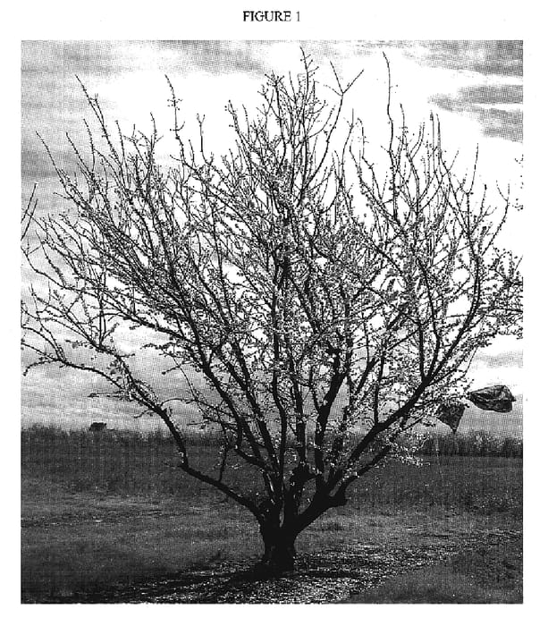 Figure 1 of US plant patent PP19436, the photograph of Sweetheart printed in the patent.