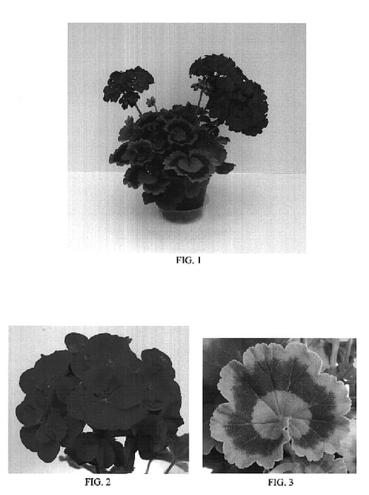 Figure 1 of US plant patent PP19437, the photograph of Ballurscar printed in the patent.