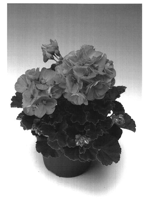 Figure 1 of US plant patent PP19438, the photograph of Zomon printed in the patent.