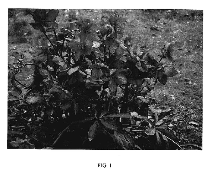 Figure 1 of US plant patent PP19439, the photograph of Walhero printed in the patent.