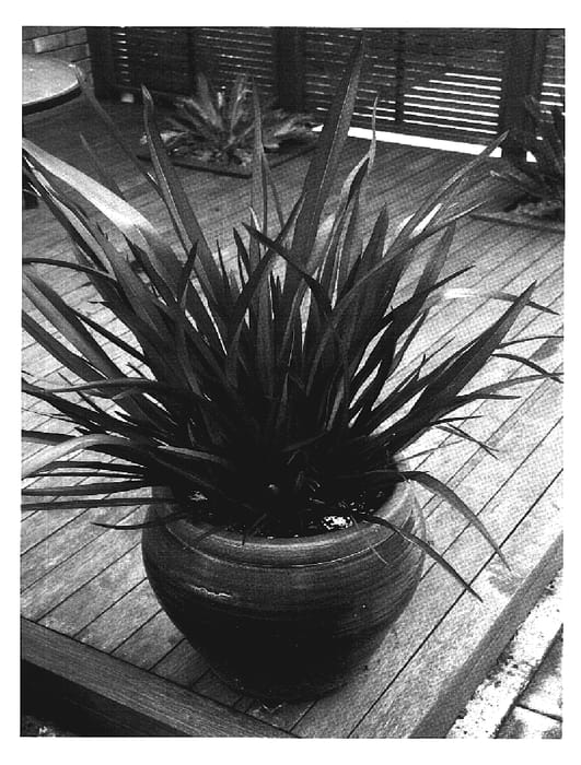 Figure 1 of US plant patent PP19440, the photograph of Ruby Tuesday printed in the patent.