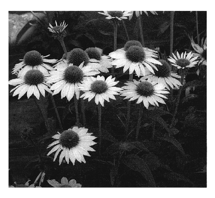 Figure 1 of US plant patent PP19441, the photograph of Purity printed in the patent.