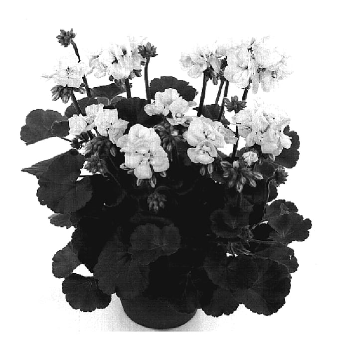 Figure 1 of US plant patent PP19442, the photograph of Fisum White printed in the patent.