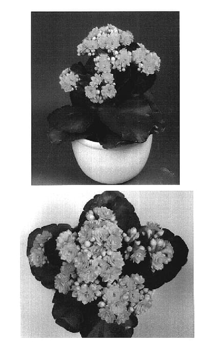 Figure 1 of US plant patent PP19443, the photograph of Lea printed in the patent.