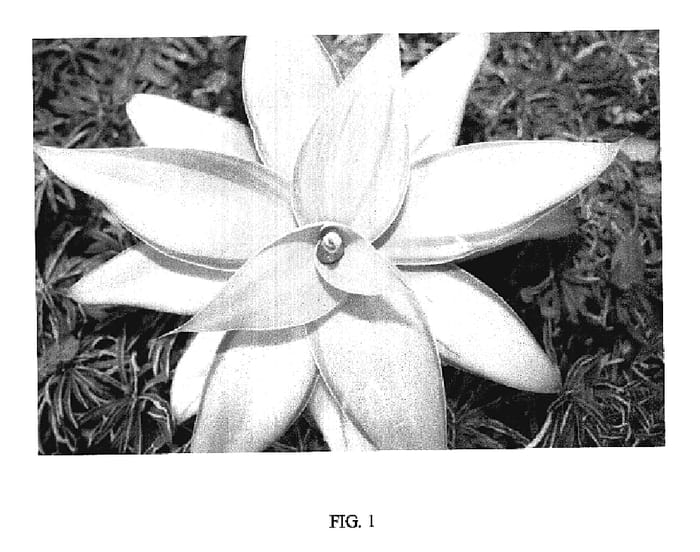 Figure 1 of US plant patent PP19444, the photograph of Kara's Stripes printed in the patent.