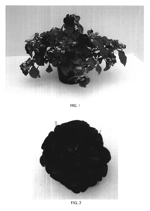 Figure 1 of US plant patent PP19445, the photograph of Balfiebur printed in the patent.