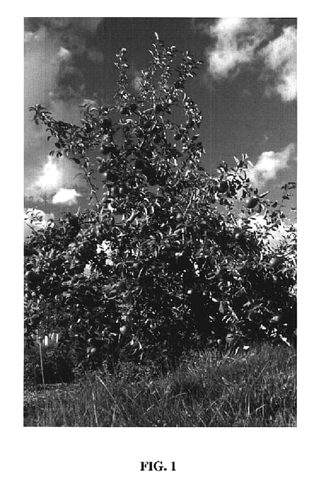 Figure 1 of US plant patent PP19446, the photograph of Wildung printed in the patent.