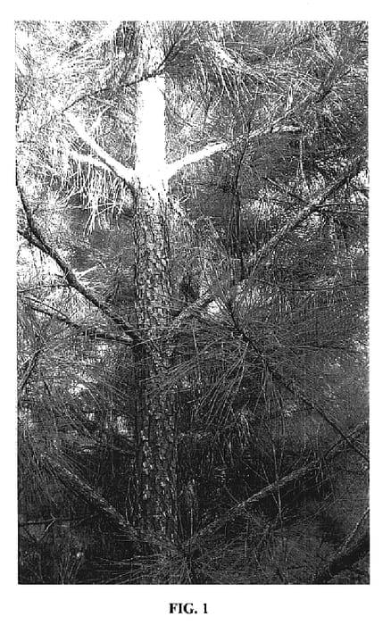 Figure 1 of US plant patent PP19447, the photograph of CF L3791 printed in the patent.