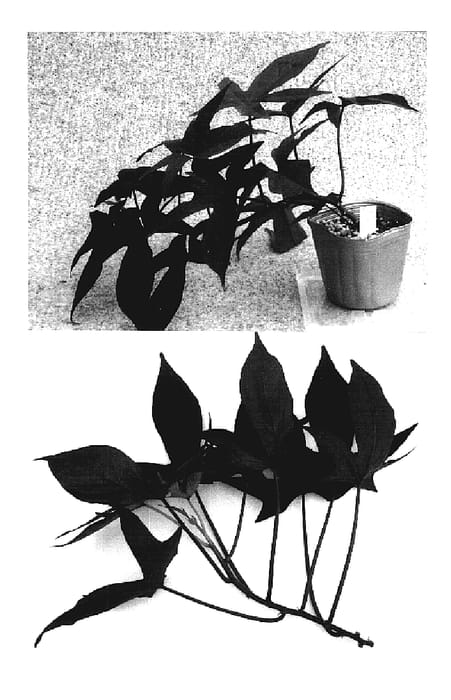 Figure 1 of US plant patent PP19448, the photograph of Kyuikukan 2 printed in the patent.