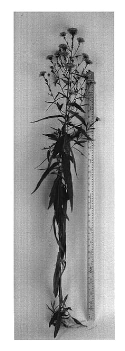 Figure 1 of US plant patent PP19449, the photograph of Blue Diamond printed in the patent.