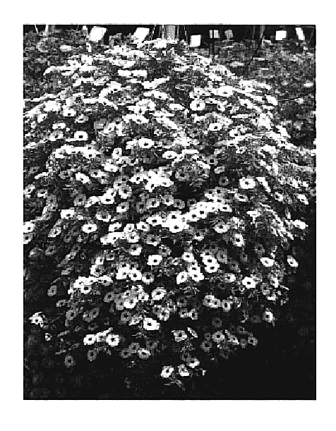 Figure 1 of US plant patent PP19450, the photograph of Lorma Blanca printed in the patent.