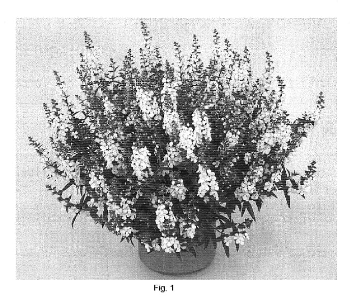 Figure 1 of US plant patent PP19451, the photograph of DANGELONI4 printed in the patent.