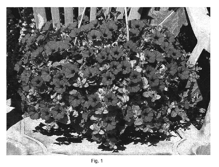 Figure 1 of US plant patent PP19452, the photograph of DANLITTUN2 printed in the patent.