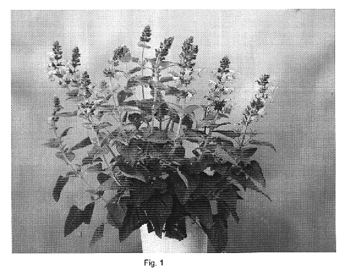 Figure 1 of US plant patent PP19453, the photograph of DANSALCIN5 printed in the patent.