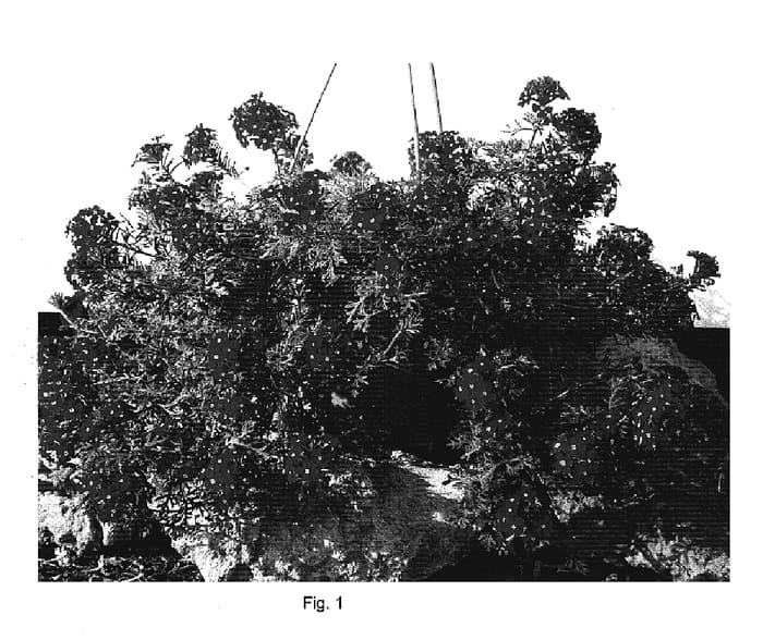 Figure 1 of US plant patent PP19454, the photograph of DANVER51 printed in the patent.
