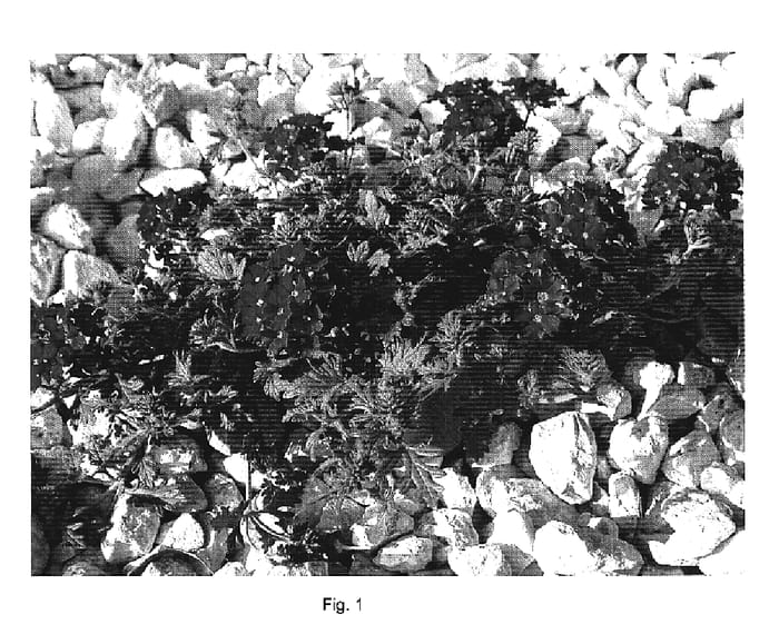 Figure 1 of US plant patent PP19455, the photograph of DANVER47 printed in the patent.