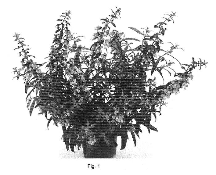 Figure 1 of US plant patent PP19456, the photograph of DANGELON13 printed in the patent.